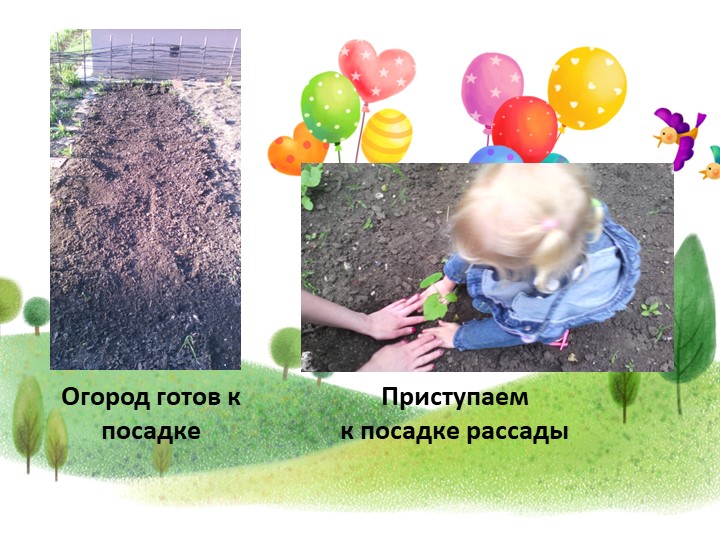 Презентация проекта"От семечка до урожая"