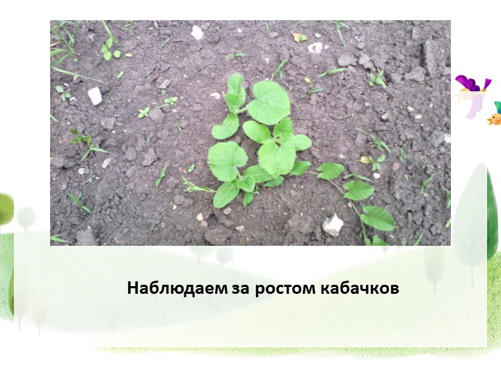 Презентация проекта"От семечка до урожая"