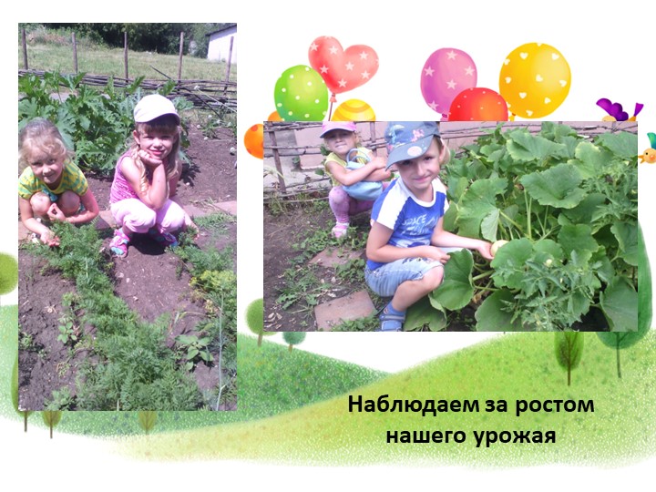 Презентация проекта"От семечка до урожая"