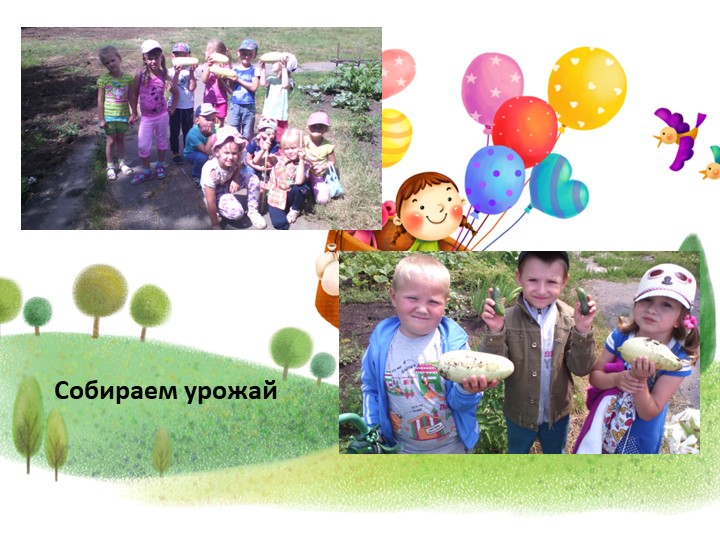 Презентация проекта"От семечка до урожая"