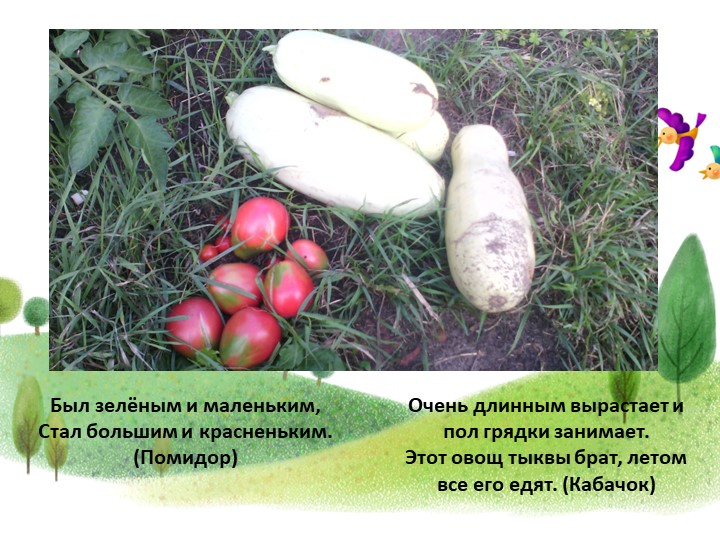 Презентация проекта"От семечка до урожая"