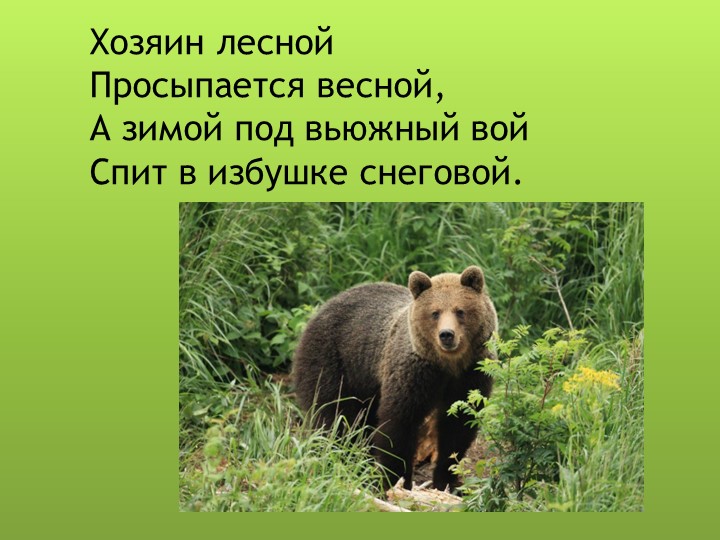 Презентация для дошкольников "Дикие животные"
