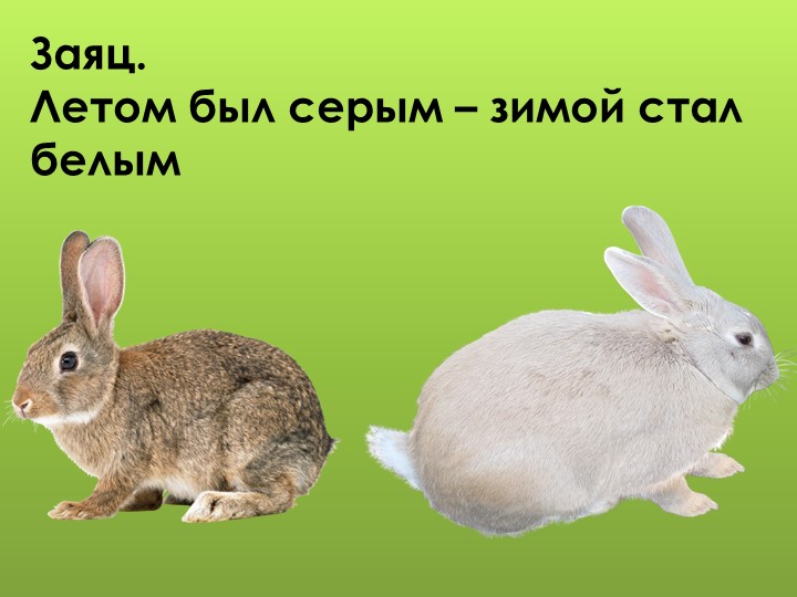 Презентация для дошкольников "Дикие животные"