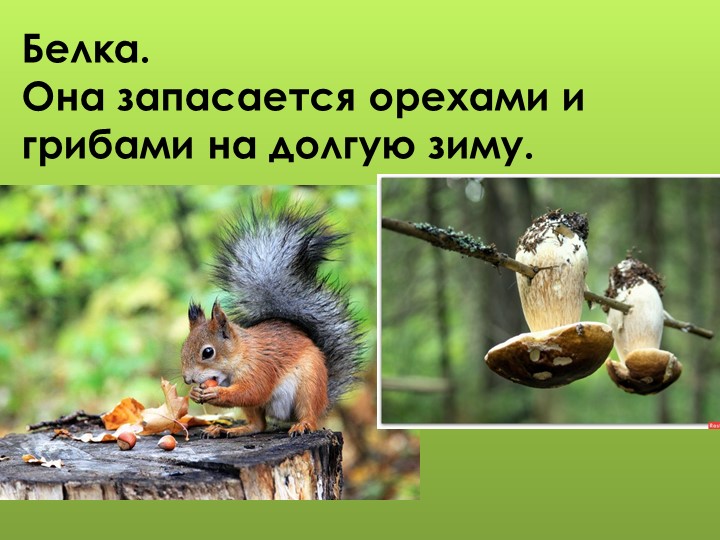 Презентация для дошкольников "Дикие животные"