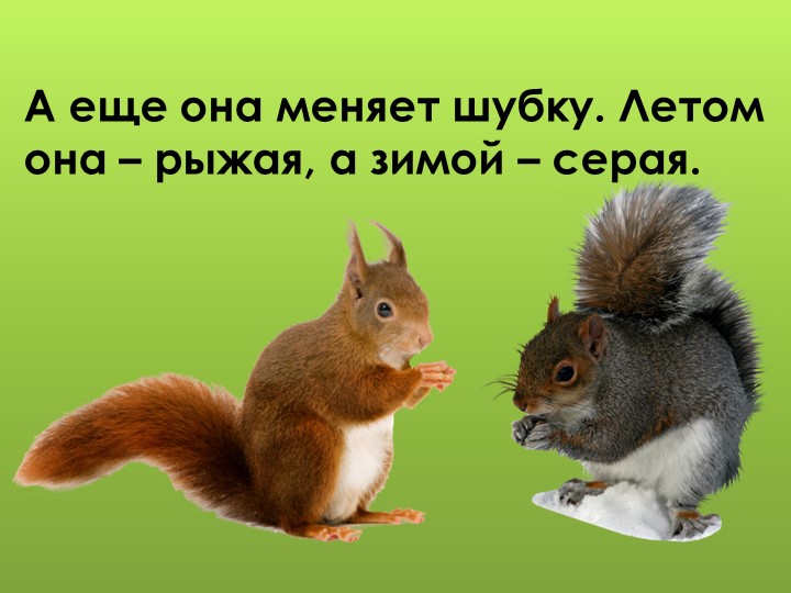 Презентация для дошкольников "Дикие животные"