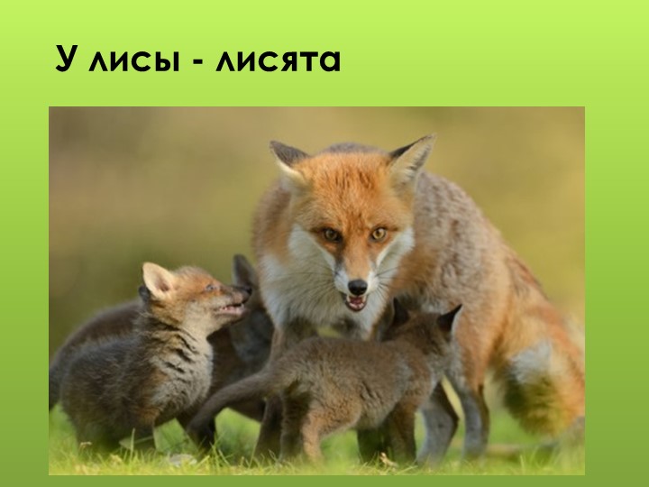 Презентация для дошкольников "Дикие животные"