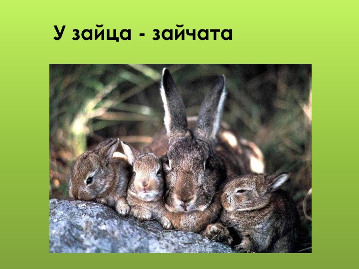 Презентация для дошкольников "Дикие животные"