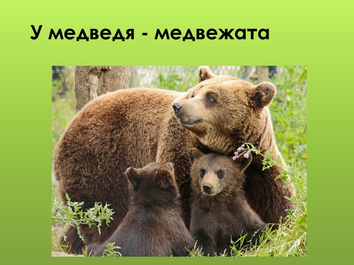 Презентация для дошкольников "Дикие животные"