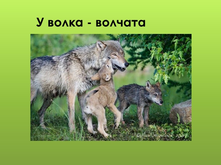 Презентация для дошкольников "Дикие животные"