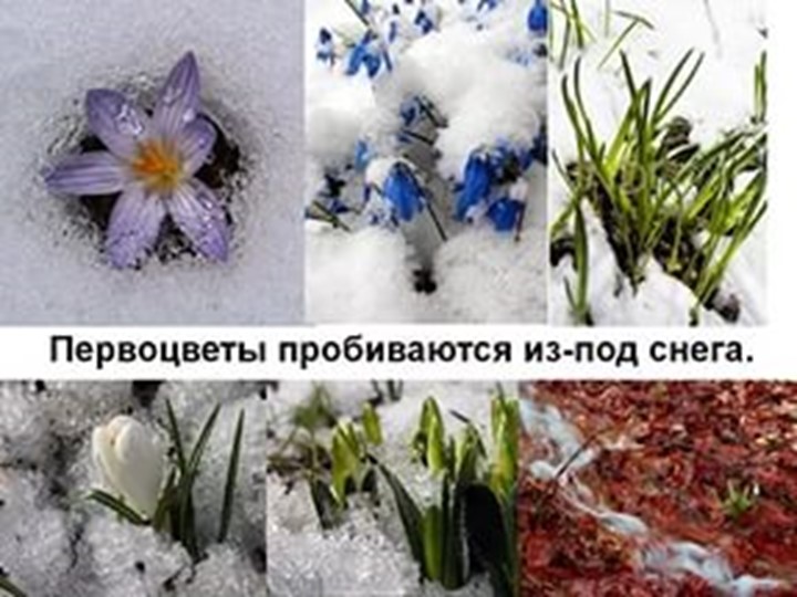 Проект "Об изменениях природы весной"