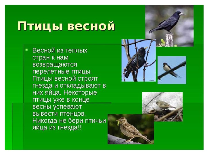 Проект "Об изменениях природы весной"