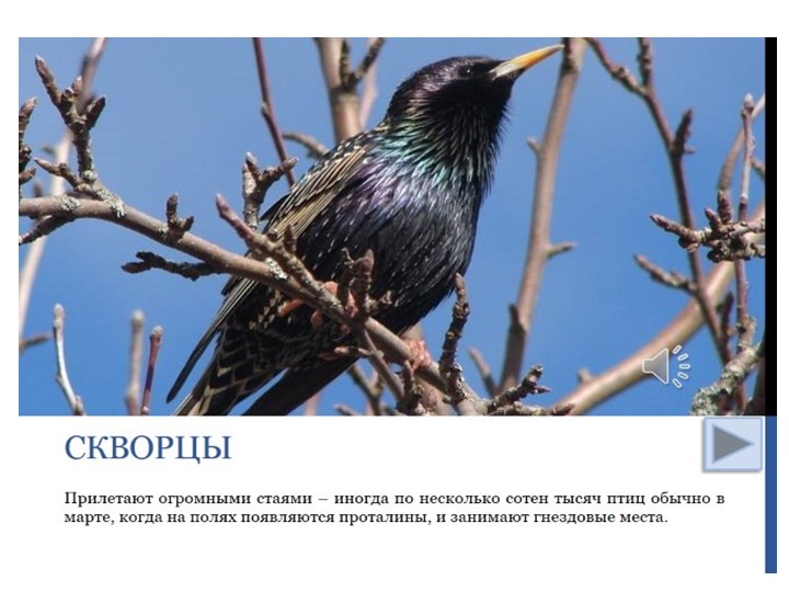 Проект "Об изменениях природы весной"