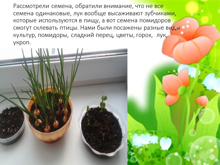 Проект "Огород на подоконнике"