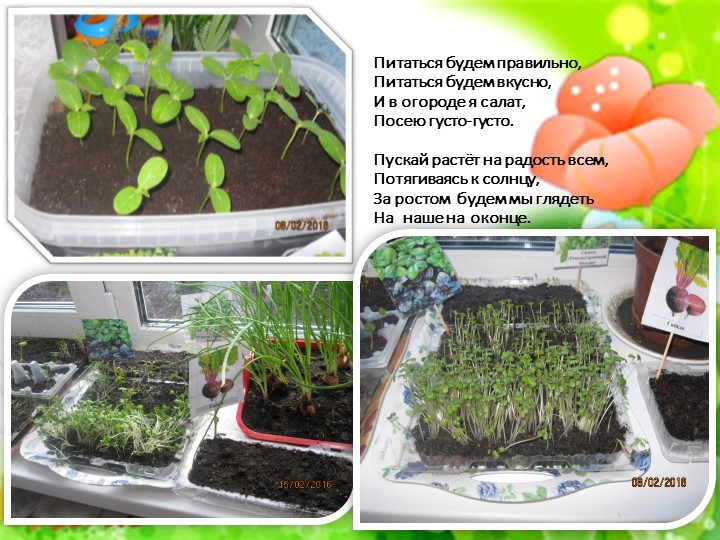 Проект "Огород на подоконнике"
