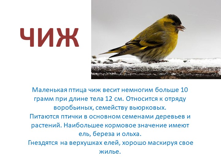 Презентация на тему: "Зимующие птицы"