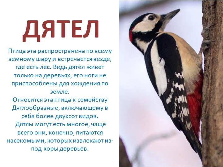 Презентация на тему: "Зимующие птицы"