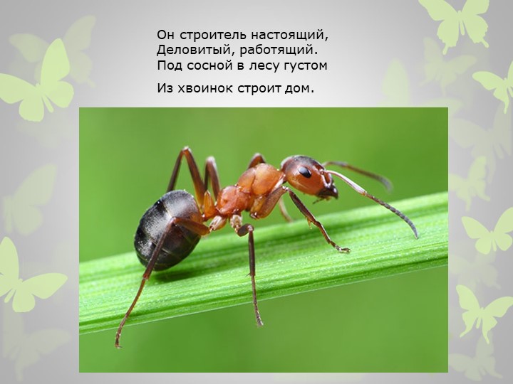 Презентация на тему : "Насекомые" (загадки)