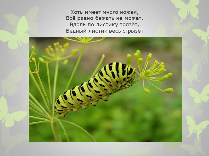 Презентация на тему : "Насекомые" (загадки)