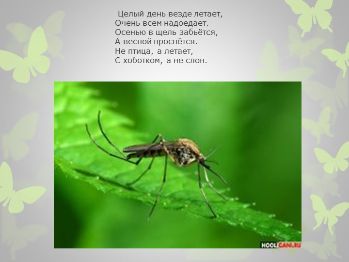 Презентация на тему : "Насекомые" (загадки)