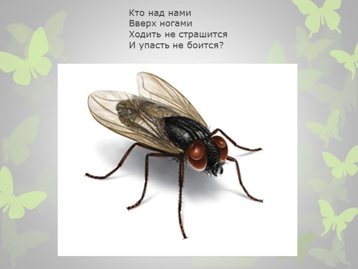 Презентация на тему : "Насекомые" (загадки)