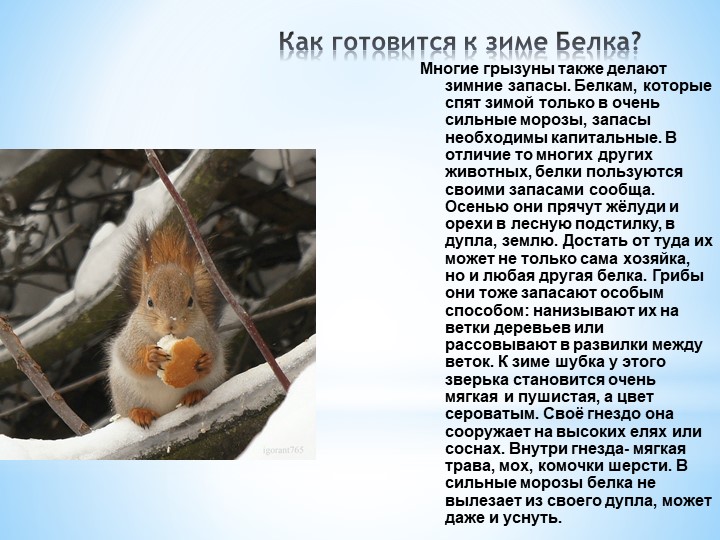 Презентация Кто как готовится к зиме
