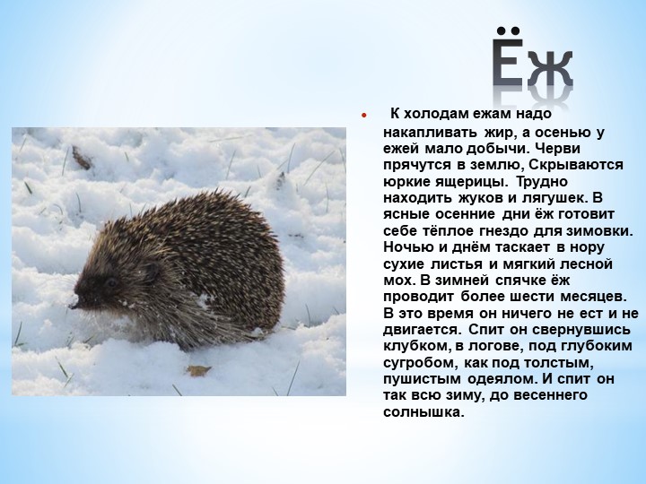 Презентация Кто как готовится к зиме
