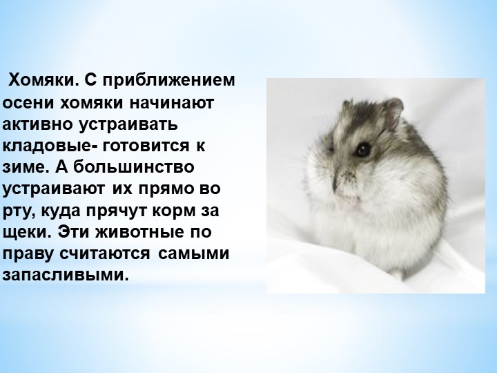 Презентация Кто как готовится к зиме