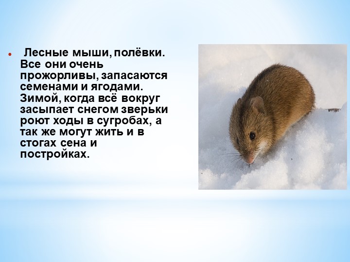 Презентация Кто как готовится к зиме