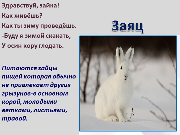 Презентация по ознакомлению с окружающим для дошкольников "Как животные живут зимой"