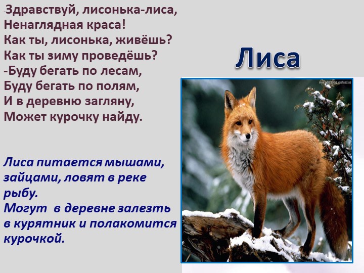Презентация по ознакомлению с окружающим для дошкольников "Как животные живут зимой"