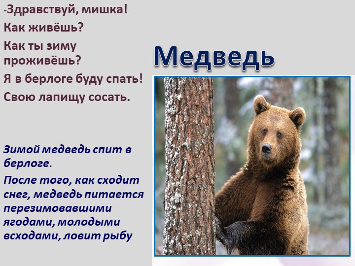 Презентация по ознакомлению с окружающим для дошкольников "Как животные живут зимой"