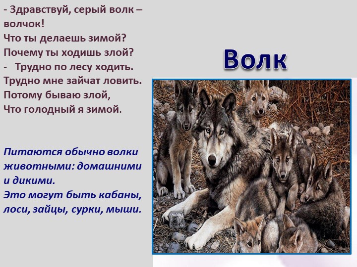 Презентация по ознакомлению с окружающим для дошкольников "Как животные живут зимой"