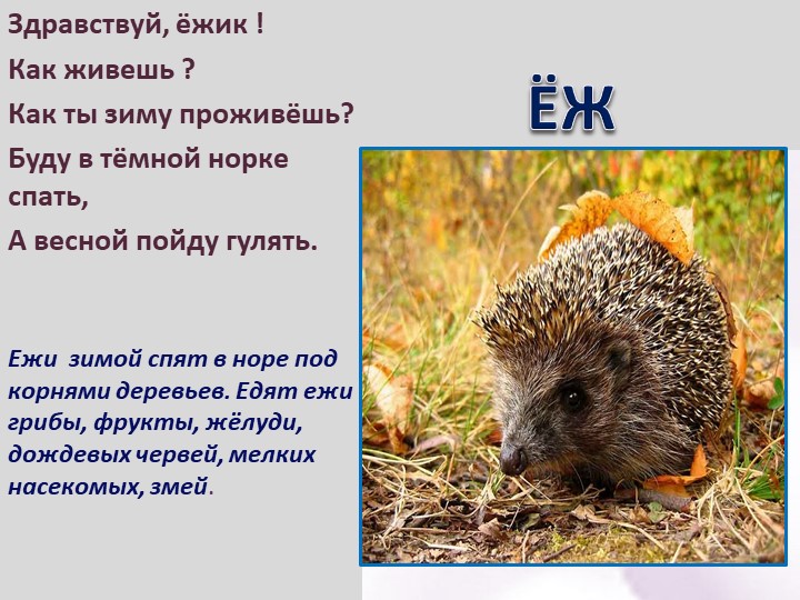Презентация по ознакомлению с окружающим для дошкольников "Как животные живут зимой"