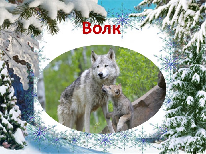 Презентация по ознакомлению с окружающим "Дикие животные зимой"