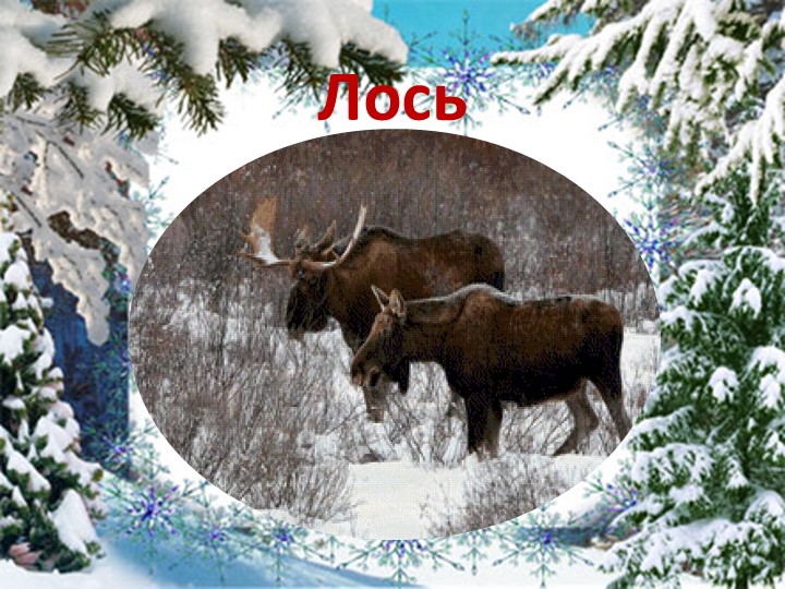 Презентация по ознакомлению с окружающим "Дикие животные зимой"