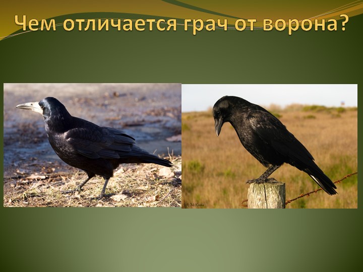Презентация по ознакомлению с природой"Птицы весной"