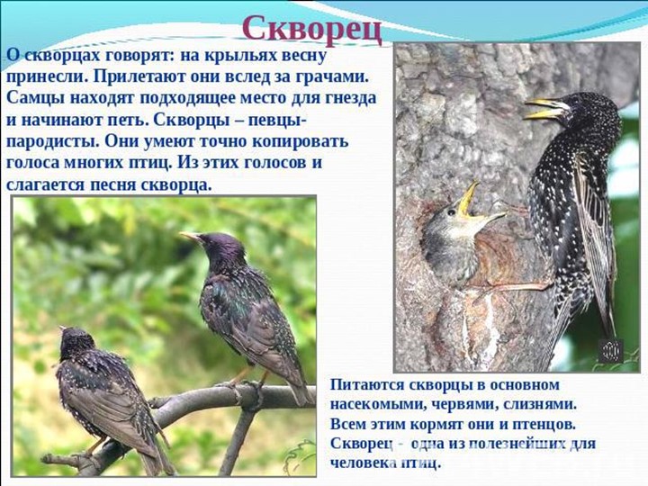 Презентация по ознакомлению с природой"Птицы весной"