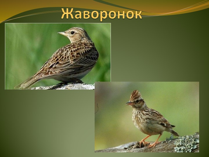 Презентация по ознакомлению с природой"Птицы весной"