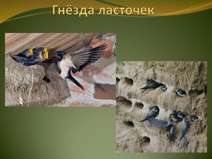 Презентация по ознакомлению с природой"Птицы весной"