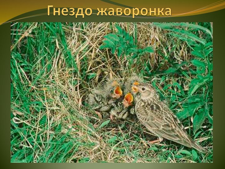 Презентация по ознакомлению с природой"Птицы весной"