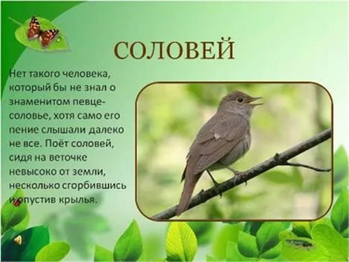 Презентация по ознакомлению с природой"Птицы весной"