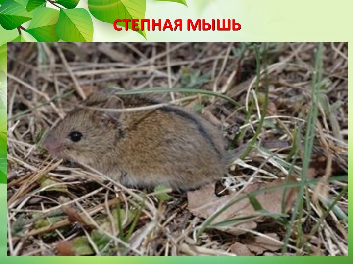 Презентация по окружающему миру "Животные степи"