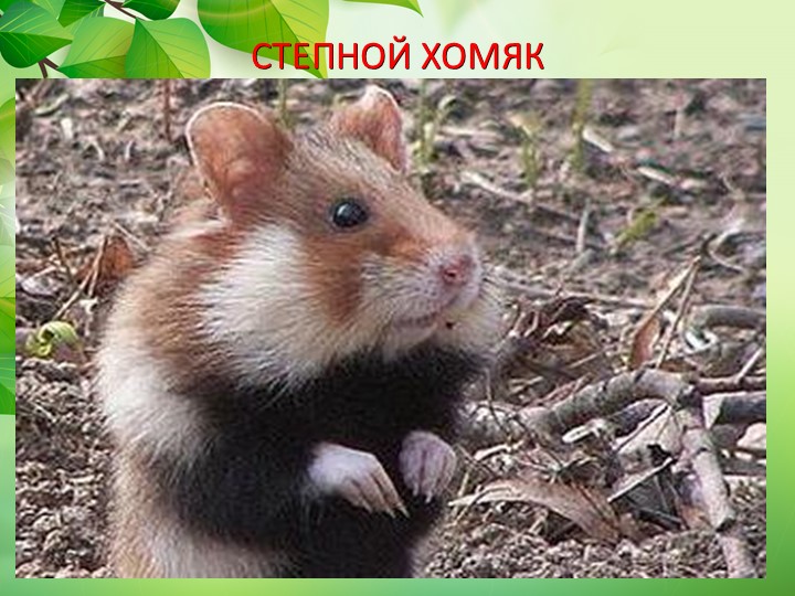 Презентация по окружающему миру "Животные степи"