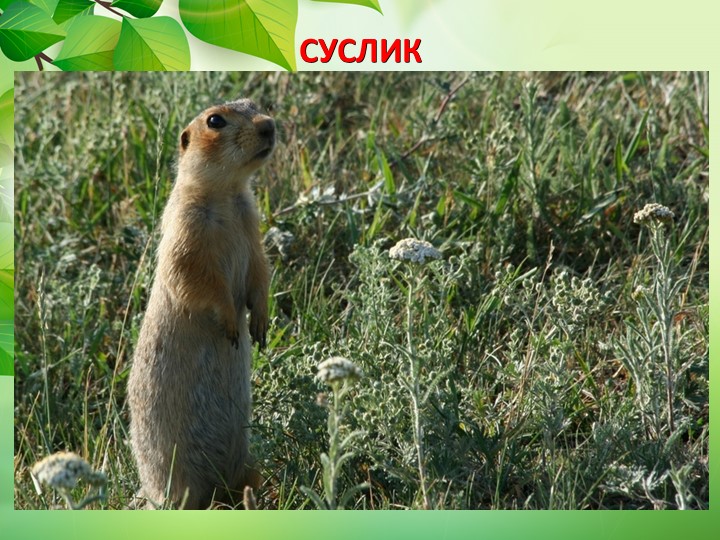 Презентация по окружающему миру "Животные степи"