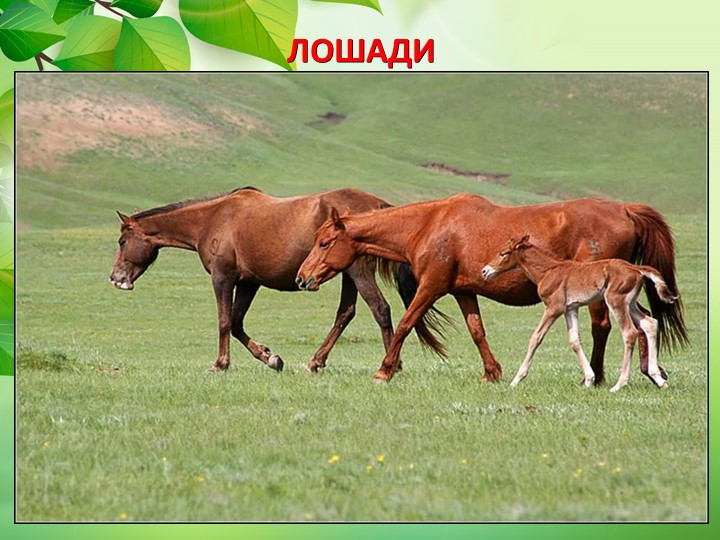 Презентация по окружающему миру "Животные степи"