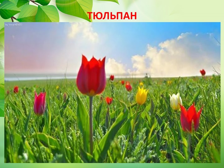 Презентация по окружающему миру "Животные степи"