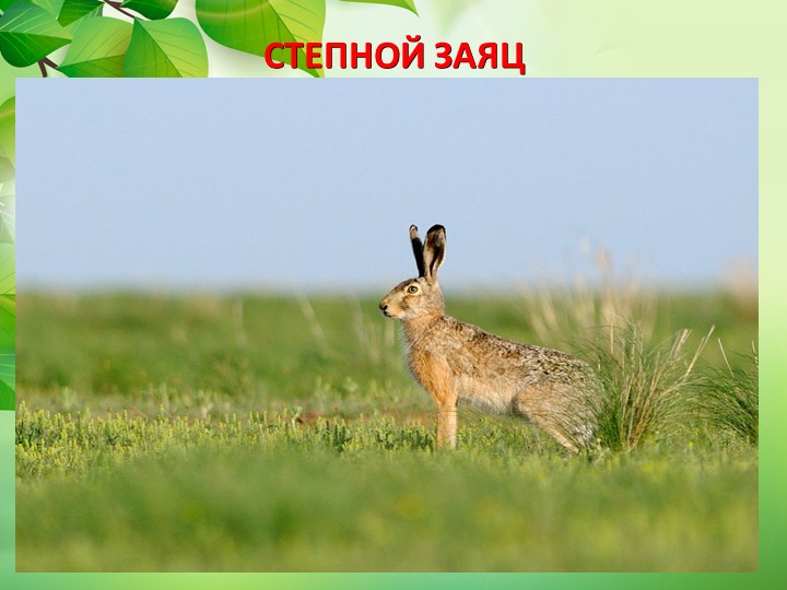 Презентация по окружающему миру "Животные степи"