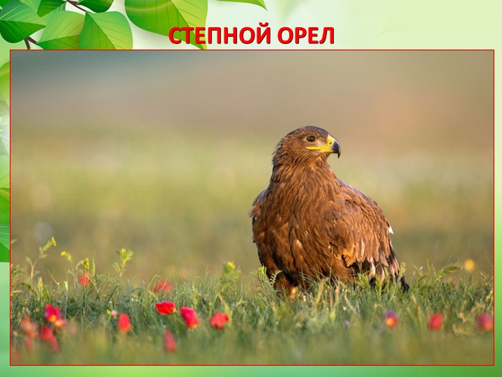 Презентация по окружающему миру "Животные степи"
