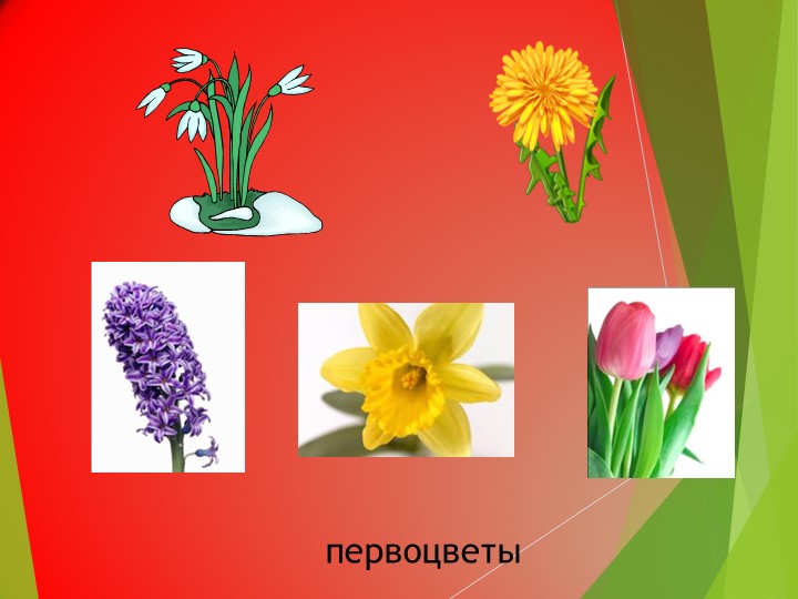 Презентация на тему:"Развитие общих познавательных способностей. Цветы", дошкольное образование"