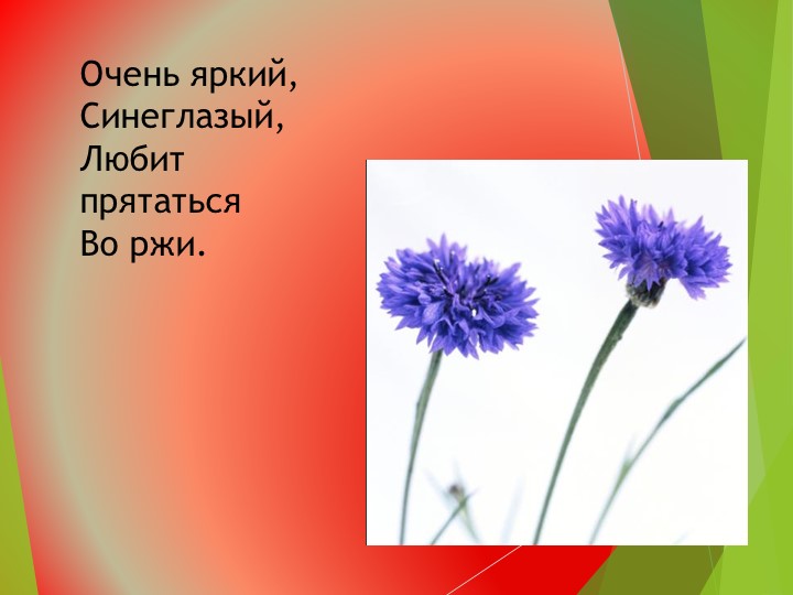 Презентация на тему:"Развитие общих познавательных способностей. Цветы", дошкольное образование"